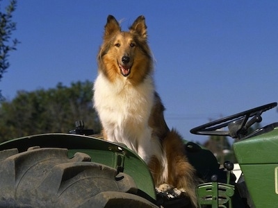 A Rough Collie is sitting in a big green tractor. Its mouth is open. It looks like it is smiling
