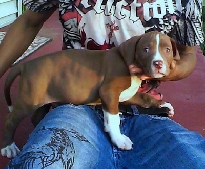 A brown with white Colorado Bulldog puppy is laying in the lap of a person wearing gblue jeans with pictures on them and a t-shirt sitting on a porch. The person has there hands under its chin.