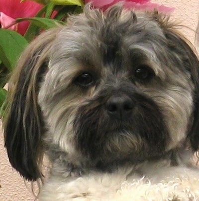 Close Up head shot - Buddy of Mine is sitting in front of a building with a plant behind it