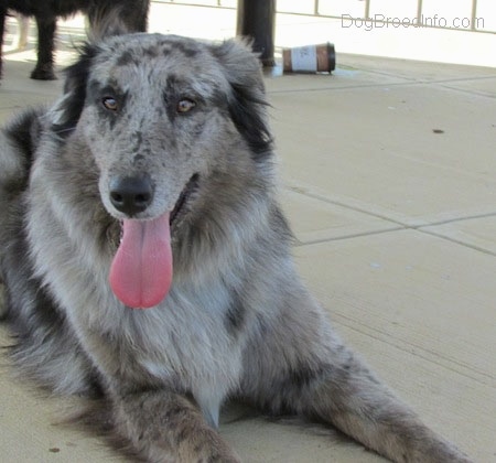 Close up view from the front head and upper body shot - A merle black and grey with white Catahoula Leopard Dog/Collie/Great Pyrenees is laying on a concrete surface. Its mouth is open and its long tongue is out.