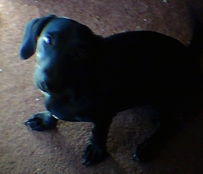 Marion the Dachshund / Labrador Retriever mix Puppy is sitting on a carpet and looking up