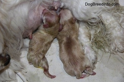 Two puppies nursing from the dam