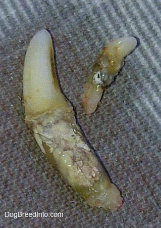 Two dirty teeth that were pulled out of the mouth of a dog.