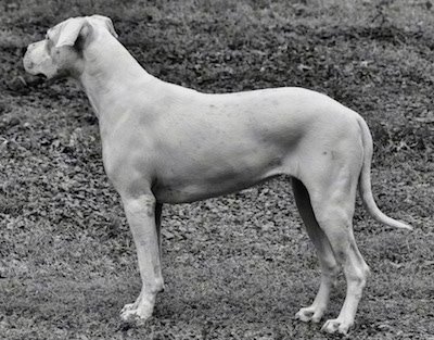 Black and white photo of Saley the Dogo Argentino is standing outside. She is interested in something to the left of the photo