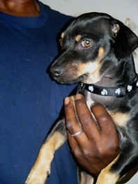 Bosco the Black and Tan Dachshund is being held up against the body of a person