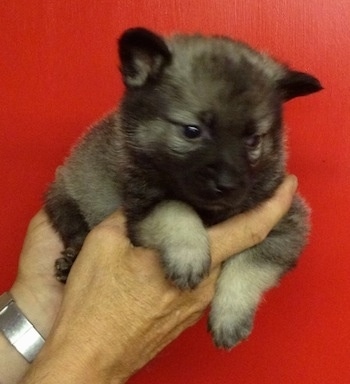 A gray and black Elk-Kee puppy is laying in a persons hands and being held up against a red backdrop