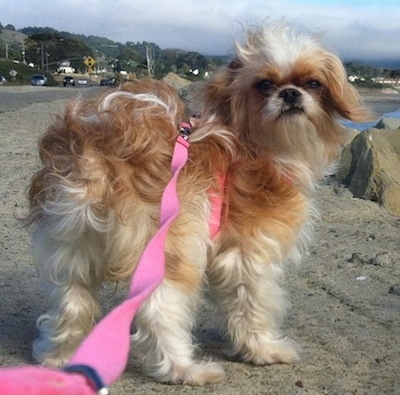 Poppy the brown and white Eng-A-Poos back is facing the camera. Poppy is wearing a pink harness and leash and looking back. She is on a walk near a body of water