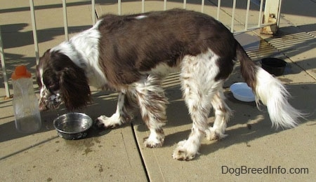 Nigel the brown and white ticked English Springer Spaniel is drinking water out of a metal dish