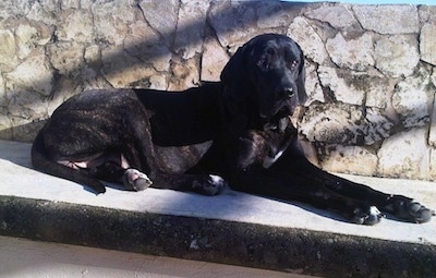 A black brindle with white Fila Brasileiro is laying next to a stone wall