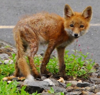 Fox pup with mange standing on rock
