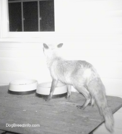 Fox on a wooden table looking into a window
