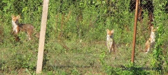 A Pack of three foxes wait behind a chain link fence
