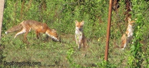 A pack of three fox sitting behind a chain link fence