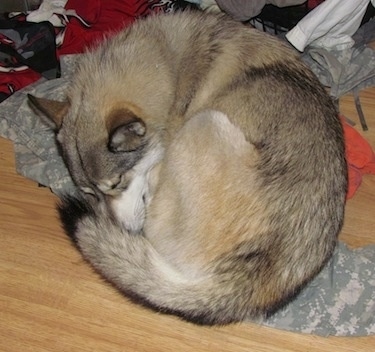A wolf-like white, tan and grey Gerberian Shepsky puppy is sleeping in a ball on top of a pair of camo pants and other clothes in a pile
