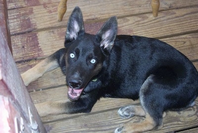 Caelum the Gerberian Shepsky at 1 year old. 