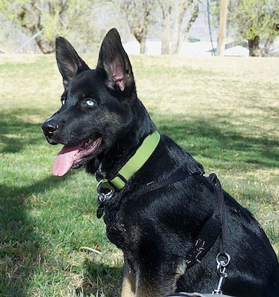 Caelum the Gerberian Shepsky at 1 year old. 