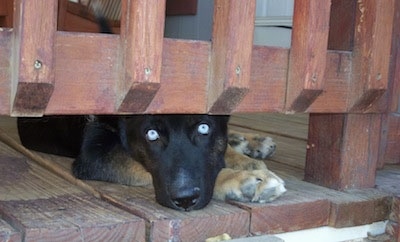 A blue-eyed black with tan Gerberian Shepsky is laying down on a red wooden porch with its head peering out from under the bannister