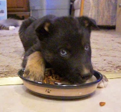 Caelum the Gerberian Shepsky as a puppy.