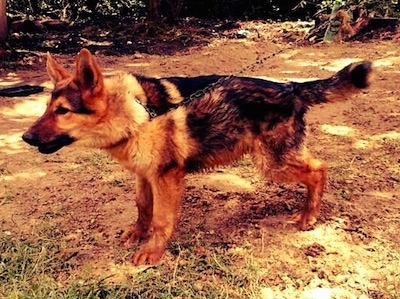 A black and tan German Shepherd is standing in dirt on a chain and pulling forward. 