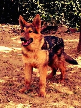 A black and tan German Shepherd is connected to a chain standing in front of a tree. Its mouth is open