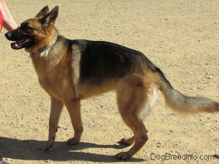 A black and tan German Shepherd is walking to the left as a human hand guides it.