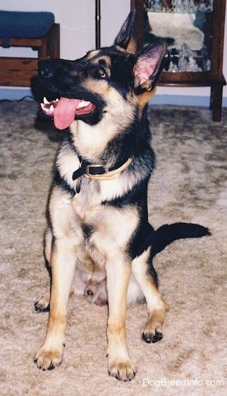 A black and tan German Shepherd is sitting on a carpet. Its mouth is open and tongue is out to the side