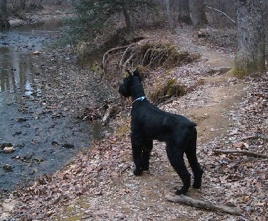 A black Giant Schnauzer is standing on a dirt path with a bunch of leaves looking out at a body of water.