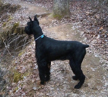 A black Giant Schnauzer is standing on a leafy dirt path on a trail.