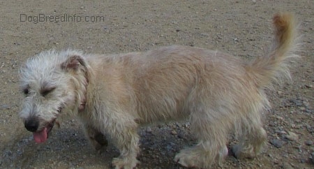 Left profile - A panting Glen Imaal Terrier is standing in dirt and looking to the left.