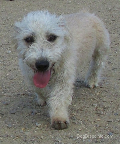 A panting Glen of Imaal Terrier is walking across dirt towards the camera.