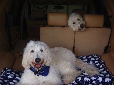 One Goldendoodle is laying on a pillow in the back of a vehicle. Another Goldendoodle has its head poking out from in-between the backseats.