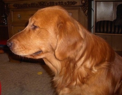 Close Up - A red Golden Retriever is looking to the left inside of a living room.