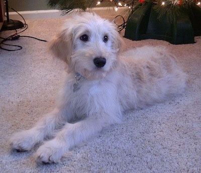 A white and cream Goldendoodle puppy is laying on a tan carpet in front of a Christmas tree