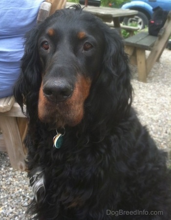 A black and tan Gordon Setter is sitting outside and there is a wooden picnic table and a person wearing blue  on a bench behind it