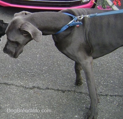 A gray Great Dane is standing on a black top pulling forward on its leash. There is a pink vehicle behind it and a puppy in front of it.