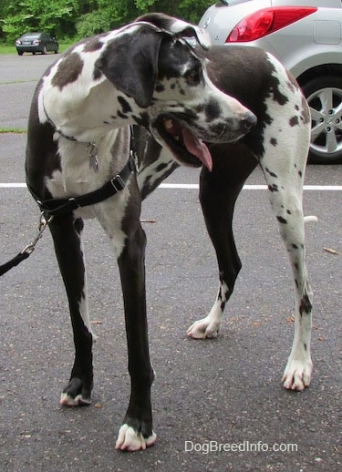 A panting black and white harlequin Great Dane is standing in a parking lot with a vehicle behind it.
