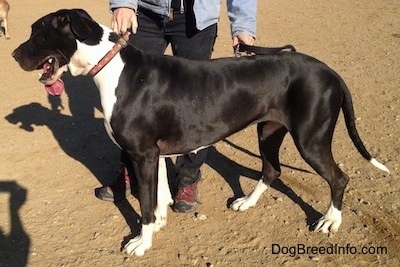 A black and white Great Dane is standing in dirt and there is a person behind it. Its mouth is open and tongue is out. There is a tan dog in the background
