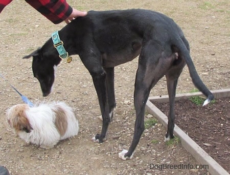 A black with white Greyhound is looking down at a white with brown Shih Tzu. A person in a red and black flannel jacket is touching the back of the Greyhound