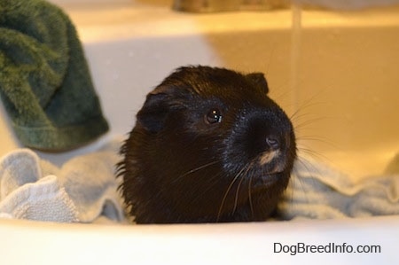 Close up - A wet black guinea pig is standing on a white towel in a sink looking forward.
