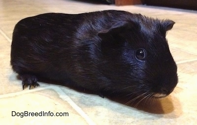 A black guinea pig is standing up and across a tiled floor looking forward.