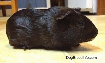 Right Profile - A black Guinea Pig is standing across a tiled floor and it is looking to the right.