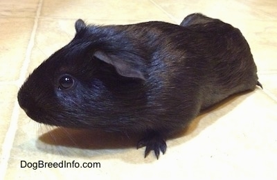 Front side view - A black Guinea Pig is standing across a tiled floor and it is looking to the left.