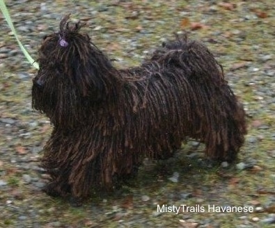 A corded Havanese is wearing a green leash running across mossy rocky ground.