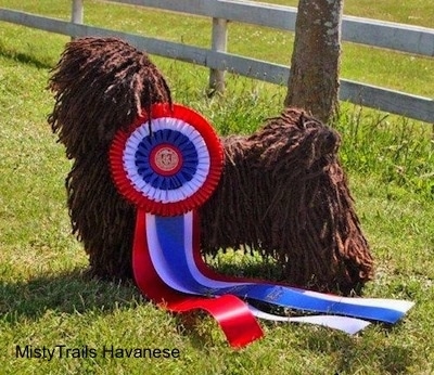 A corded Havanese is standing in grass. Behind it is a skinny tree. It has a very large red, white and blue ribbon attached to its side.