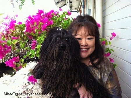 A Corded Havanese is being held up next to the face of a lady. There is a blooming hot pink azalea bush behind them.