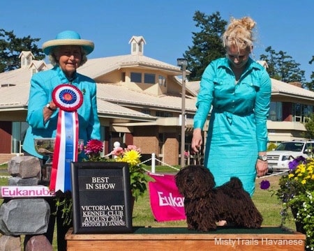 A Corded Havanese is posing on a table and there is a lady behind them with a teal-blue dress on.