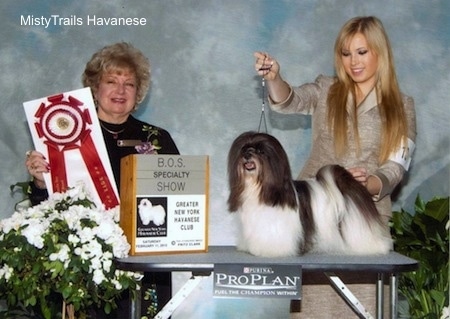 A black and white Havanese is being posed on a table by a lady with blonde hair. Next to them is a lady holding a red ribbon