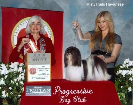 A black and white Havanese is being posed on a table by a lady with blonde hair. Next to them is a lady in red and she is holding a red ribbon