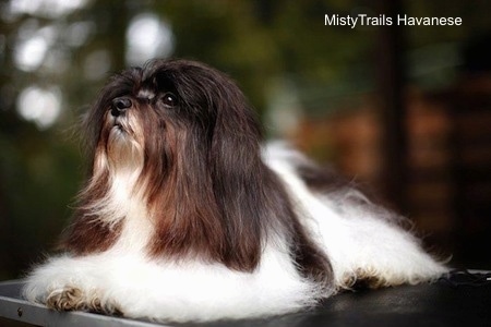 Close Up - A black and white Havanese is laying on a table and looking up and to the left