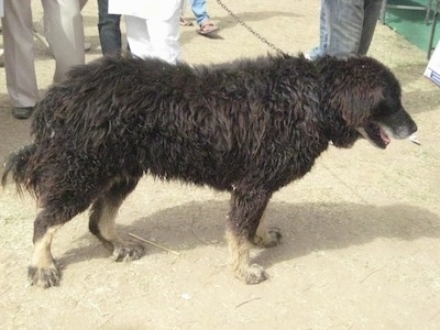 A Himalayan Mastiff Guard Dog is standing on a cement walkway looking down with people behind it. Its mouth is open and tongue is out